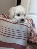 Bear, a male Maltipoo for sale in Thomasville, GA – 3 of 3