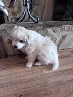 Little boy , a male Maltese and Chipoo for sale in Thomasville, GA – 5 of 7
