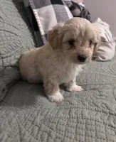 Nugget, a male Maltipoo for sale in Thomasville, GA – 2 of 5