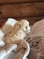 Fluffy boy , a male Maltese and Chipoo for sale in Thomasville, GA – 4 of 8