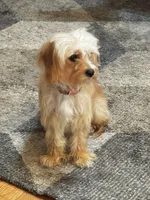 Golden Boy, a male Maltipoo and Chipoo for sale in Thomasville, GA – 7 of 7