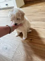 Golden Boy, a male Maltipoo and Chipoo for sale in Thomasville, GA – 5 of 7
