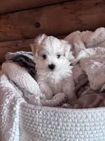 Little boy , a male Maltese and Chipoo for sale in Thomasville, GA – 1 of 7