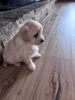 Ophie, a female Maltese and Chipoo for sale in Thomasville, GA – 5 of 7