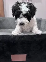 Bessie, a female Maltipoo for sale in Thomasville, GA – 4 of 6