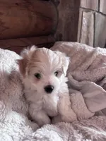 Little boy , a male Maltese and Chipoo for sale in Thomasville, GA – 2 of 7