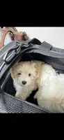 Golden Boy, a male Maltipoo and Chipoo for sale in Thomasville, GA – 2 of 7