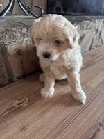 Fluffy boy , a male Maltese and Chipoo for sale in Thomasville, GA – 6 of 8
