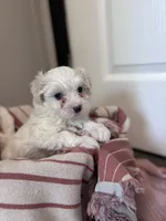 Blue eyed beauty, a female Maltipoo for sale in Thomasville, GA – 3 of 3