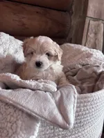 Fluffy boy , a male Maltese and Chipoo for sale in Thomasville, GA – 3 of 8