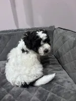 Bessie, a female Maltipoo for sale in Thomasville, GA – 3 of 6