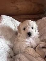 Ophie, a female Maltese and Chipoo for sale in Thomasville, GA – 2 of 7