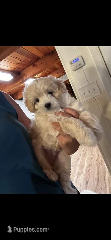 Golden Boy – Maltipoo, Chipoo puppy for sale in Thomasville, GA