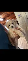 Golden Boy, a male Maltipoo and Chipoo for sale in Thomasville, GA – 1 of 7