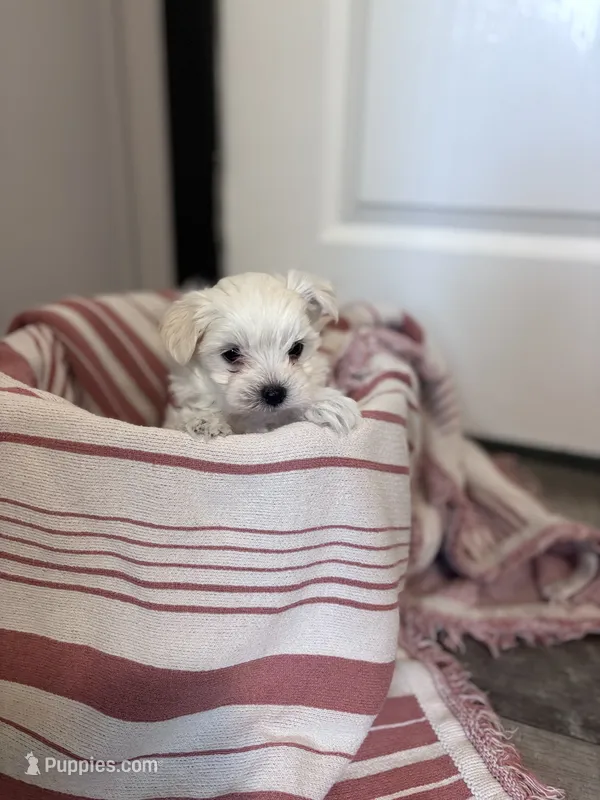 Shorty – Maltipoo puppy for sale in Thomasville, GA
