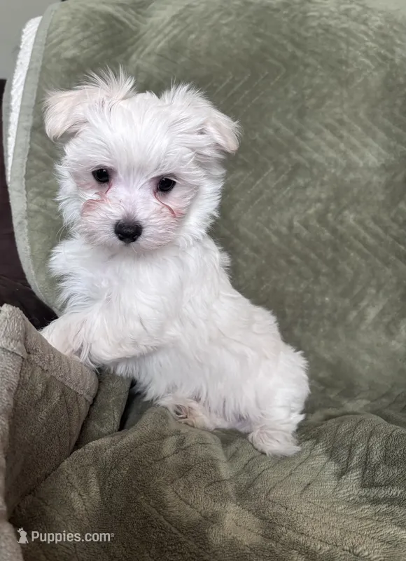 Shorty – Maltipoo puppy for sale in Thomasville, GA