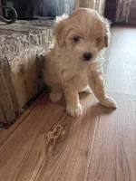 Fluffy boy , a male Maltese and Chipoo for sale in Thomasville, GA – 5 of 8
