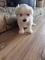 Little boy , a male Maltese and Chipoo for sale in Thomasville, GA – 4 of 7