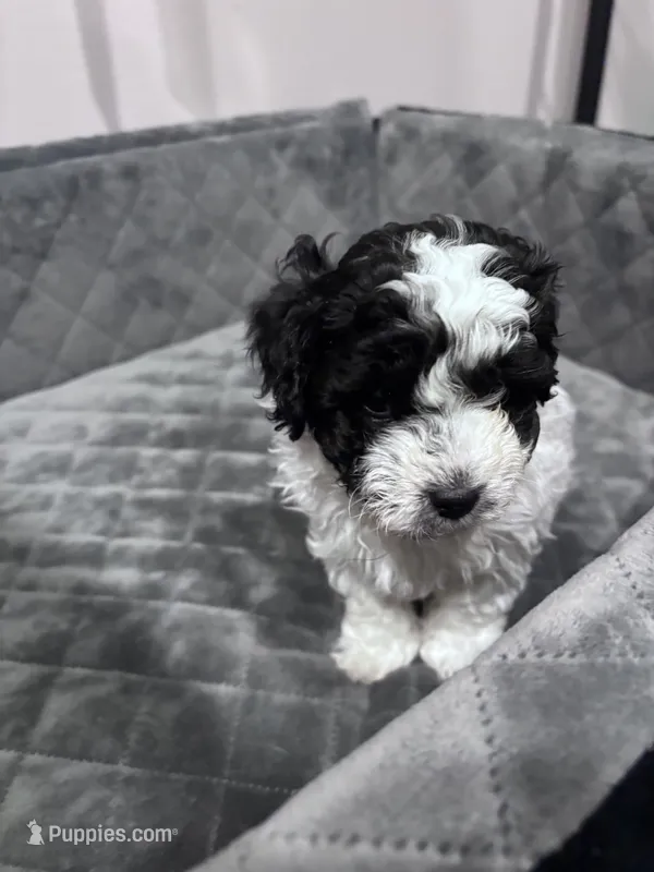 Bessie – Maltipoo puppy for sale in Thomasville, GA