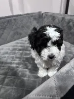 Bessie, a female Maltipoo for sale in Thomasville, GA – 1 of 6