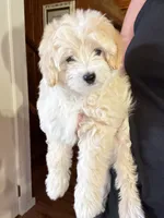 Golden Boy, a male Maltipoo and Chipoo for sale in Thomasville, GA – 4 of 7