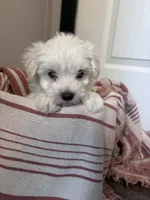 Bear, a male Maltipoo for sale in Thomasville, GA – 2 of 3