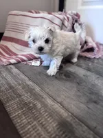Shorty, a male Maltipoo for sale in Thomasville, GA – 2 of 4