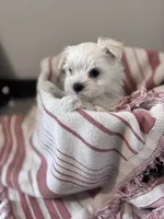 Shorty, a male Maltipoo for sale in Thomasville, GA – 3 of 4