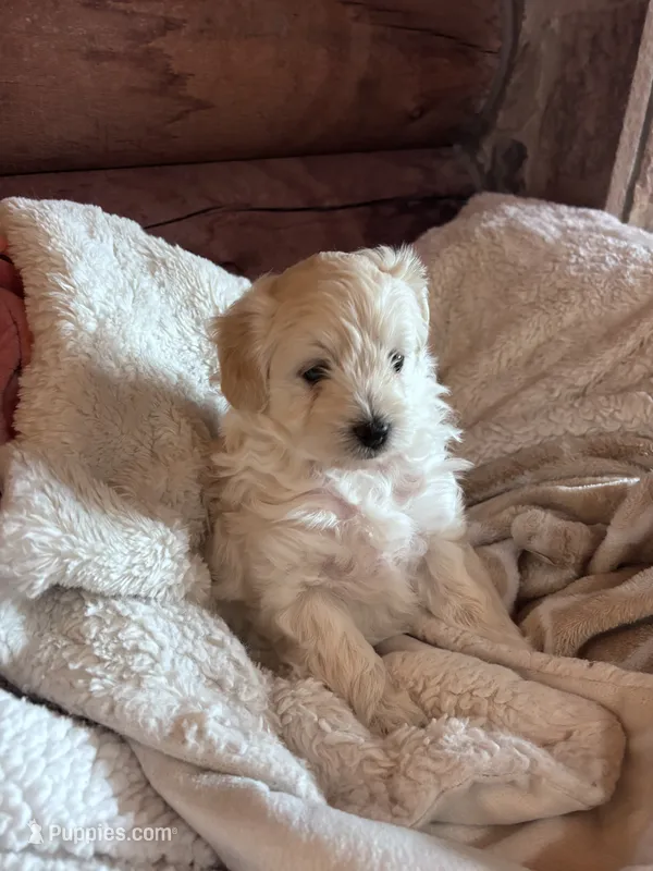 Ophie – Maltese, Chipoo puppy for sale in Thomasville, GA