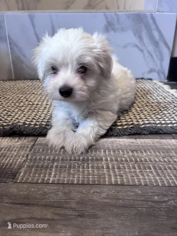 Bear – Maltipoo puppy for sale in Thomasville, GA