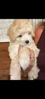 Golden Boy, a male Maltipoo and Chipoo for sale in Thomasville, GA – 3 of 7