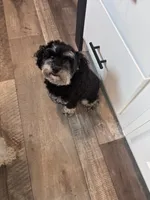 Bessie, a female Maltipoo for sale in Thomasville, GA – 6 of 6