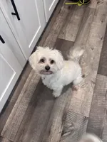 Nugget, a male Maltipoo for sale in Thomasville, GA – 4 of 5