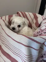 Shorty, a male Maltipoo for sale in Thomasville, GA – 4 of 4
