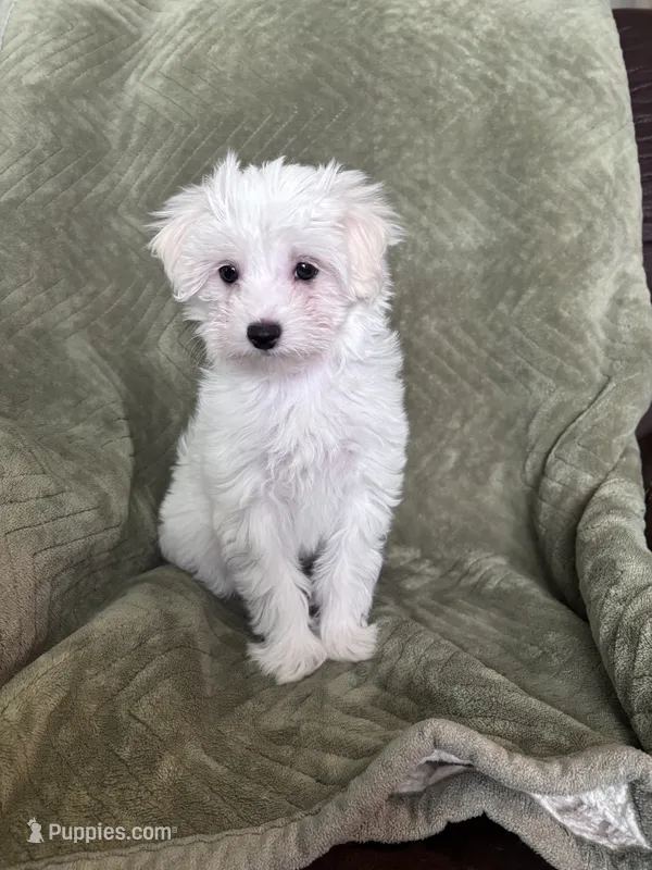 Little Princess – Maltipoo puppy for sale in Thomasville, GA