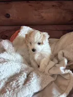 Little boy , a male Maltese and Chipoo for sale in Thomasville, GA – 3 of 7