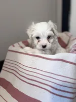 Blue eyed beauty, a female Maltipoo for sale in Thomasville, GA – 1 of 3