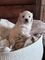 Ophie, a female Maltese and Chipoo for sale in Thomasville, GA – 3 of 7