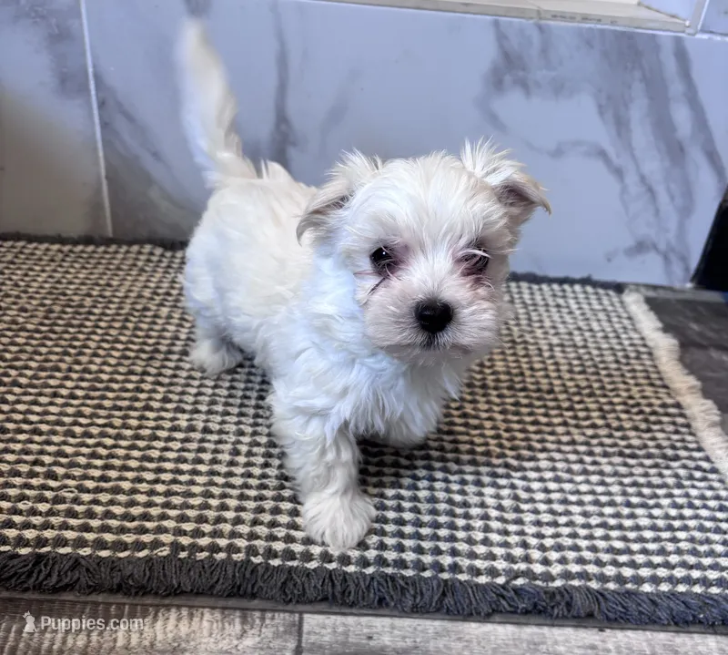 Shorty – Maltipoo puppy for sale in Thomasville, GA