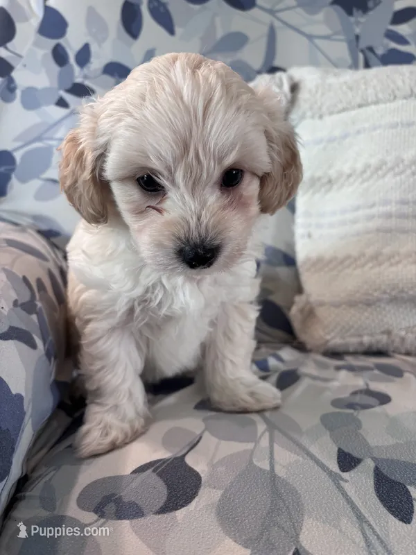 Nugget – Maltipoo puppy for sale in Thomasville, GA