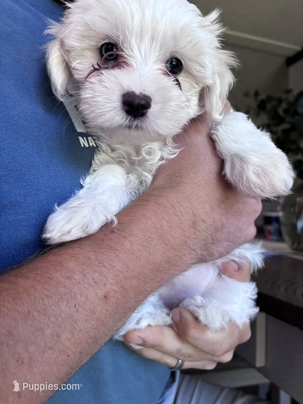 Blue eyed beauty – Maltipoo puppy for sale in Thomasville, GA