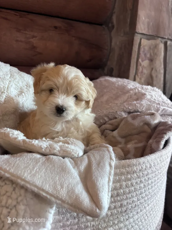 Fluffy boy  – Maltese, Chipoo puppy for sale in Thomasville, GA