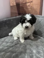 Bessie, a female Maltipoo for sale in Thomasville, GA – 2 of 6