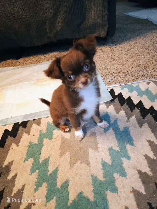 Chico – Chihuahua puppy for sale in Baxter, MN