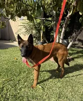 Red Female , a female Belgian Malinois for sale in Chino, CA – Photo 8 of 8