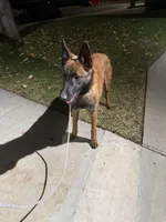 Red Female , a female Belgian Malinois for sale in Chino, CA – Photo 3 of 8