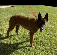 Red Female , a female Belgian Malinois for sale in Chino, CA – Photo 2 of 8