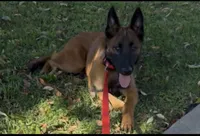 Red Female , a female Belgian Malinois for sale in Chino, CA – Photo 1 of 8