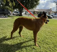 Red Female , a female Belgian Malinois for sale in Chino, CA – Photo 7 of 8