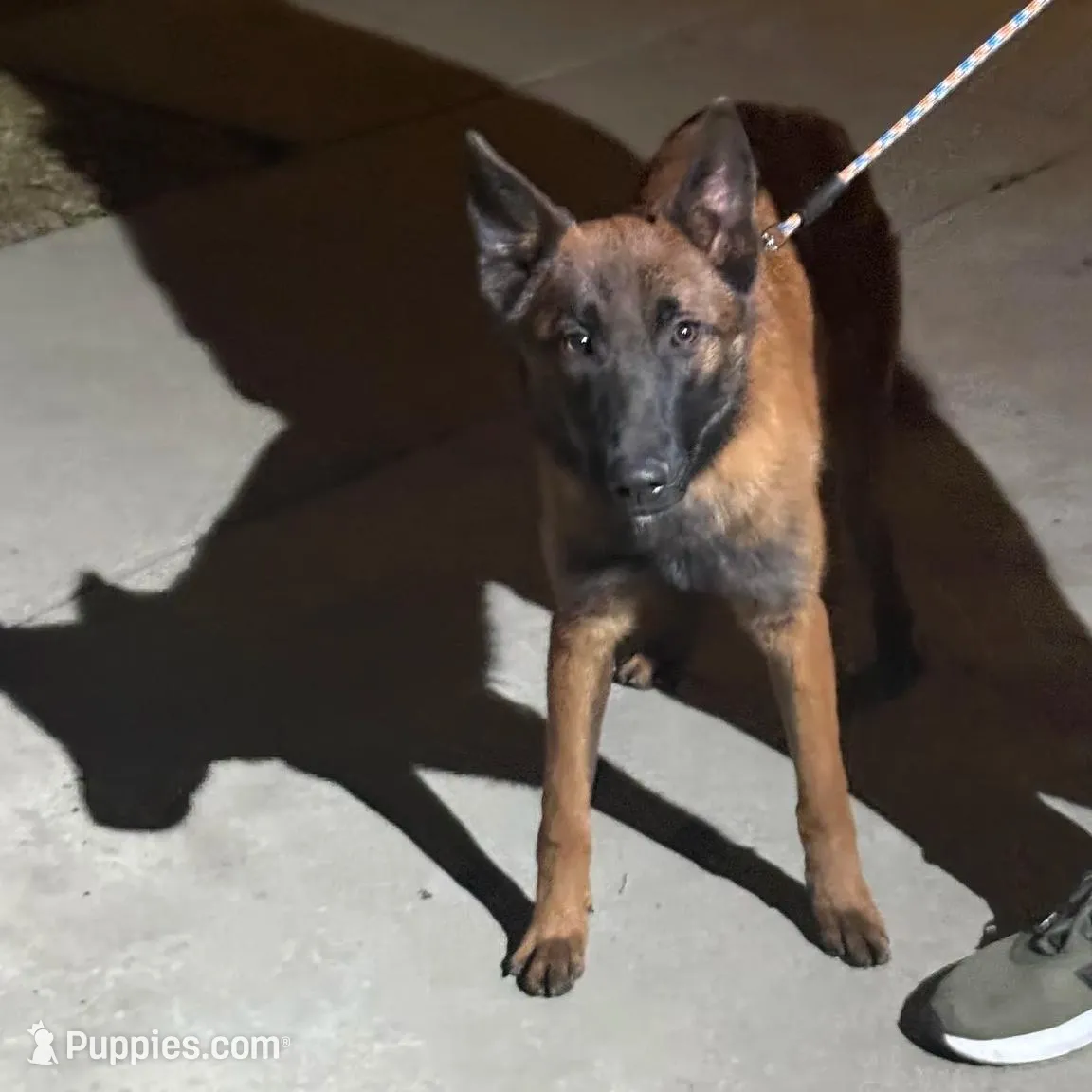 Red Female , a female Belgian Malinois for sale in Chino, CA – Photo 4 of 8
